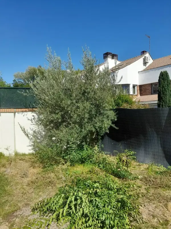 Poda y mantenimiento de árboles en jardín residencial