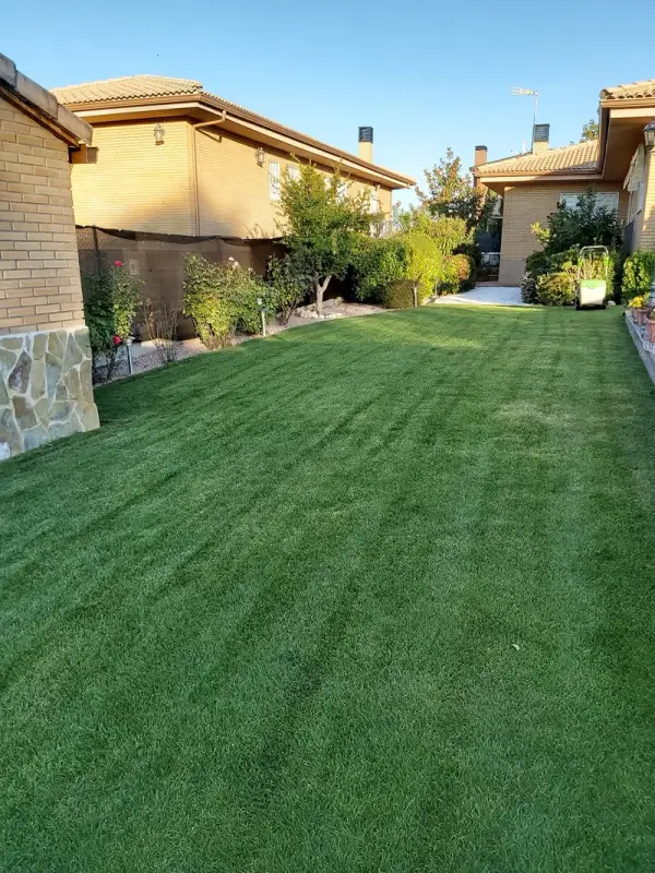 Césped natural recién cortado con líneas en jardín privado
