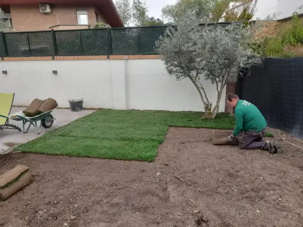 Jardinero colocando rollos de tepe de césped natural sobre terreno preparado