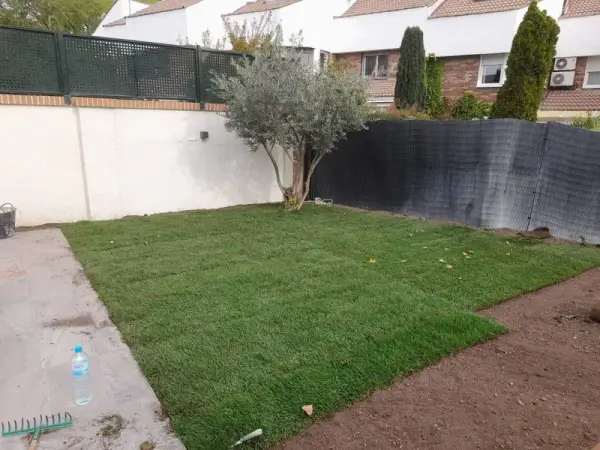 Césped natural de tepe recién colocado en jardín con olivo