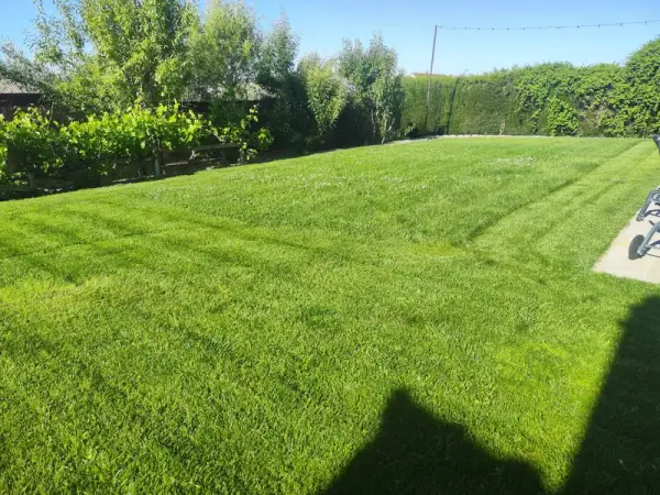 Pradera de césped natural recién segada junto a un seto